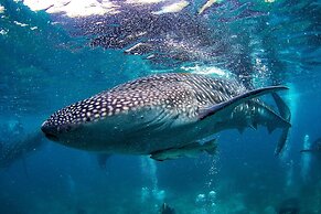 Vida Homes Condo Resort