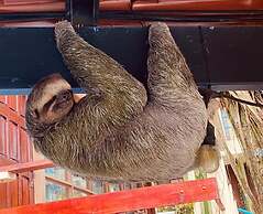 Jungle Beach Hotel Manuel Antonio