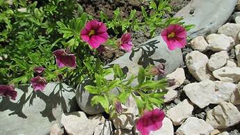 Cedar Cats Short Stay Apartments - Adults Only