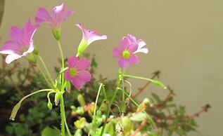 Cedar Cats Short Stay Apartments - Adults Only