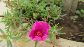 Cedar Cats Short Stay Apartments - Adults Only