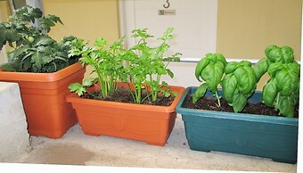 Cedar Cats Short Stay Apartments - Adults Only