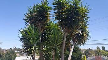 Budget Inn Vallejo/Napa Valley