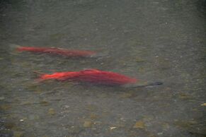 The Inn at Tern Lake