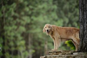 Dahilayan Forest Park Resort