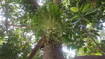 Wild Beach Phu Quoc Resort