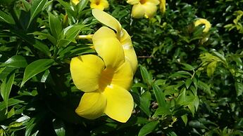 Wild Beach Phu Quoc Resort