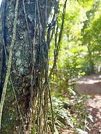 Rainforest Hotel & Cabañas