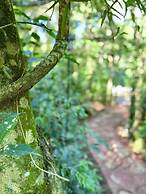 Rainforest Hotel & Cabañas