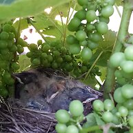 The Evergreen Inn - Motel and RV Park