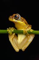 Tifakara Boutique Hotel & Birding Oasis