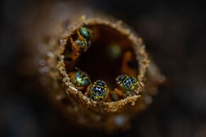 Tifakara Boutique Hotel & Birding Oasis