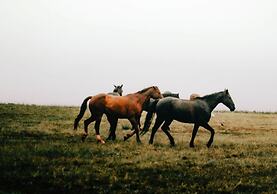 Montusi Mountain Lodge