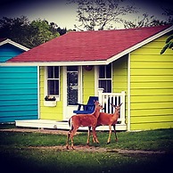 Atlantic View Motel and Cottages