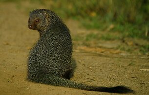 Mahoora - Yala by Eco Team