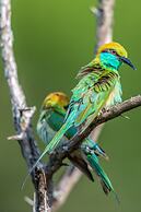 Mahoora - Yala by Eco Team