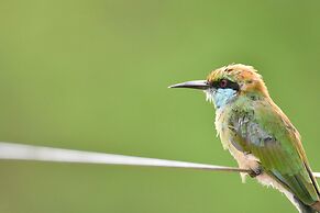 Mahoora - Yala by Eco Team