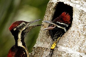 Mahoora - Yala by Eco Team