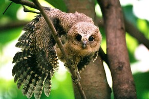 Mahoora - Yala by Eco Team