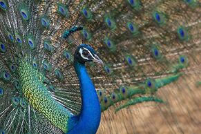 Mahoora - Yala by Eco Team