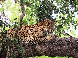 Mahoora - Yala by Eco Team