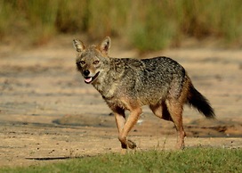 Mahoora - Yala by Eco Team