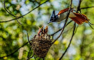 Mahoora - Yala by Eco Team