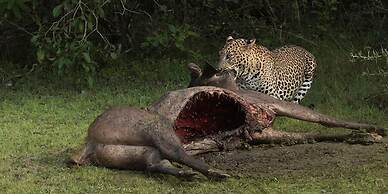 Mahoora - Yala by Eco Team