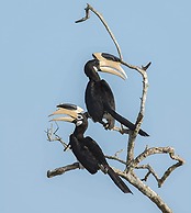 Mahoora - Yala by Eco Team