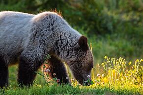 Mount Engadine Lodge