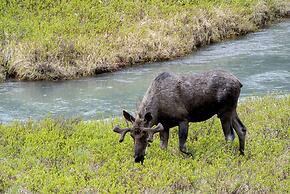 Mount Engadine Lodge