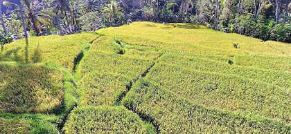 Capung Sakti Villas – By Fair Future Foundation