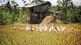 Capung Sakti Villas – By Fair Future Foundation