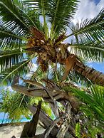 Cote d'Or Footprints