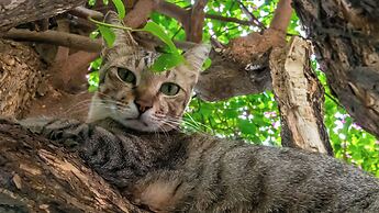 Bale Sampan Bungalows