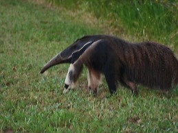 Pousada Moinho de Vento