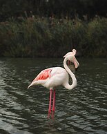 Mas de la Fouque Hôtel & Spa