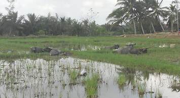 Lila Homestay Hoi An