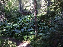 Smoky Bear Ranch Bed & Breakfast & Cabins