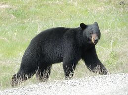 Belle Neige Suites- Whistler
