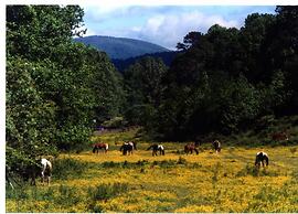 Forrest Hills Mountain Resort