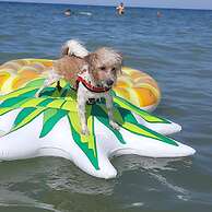 Pet Family Camping Cortina