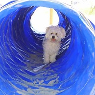 Pet Family Camping Cortina