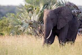 Royal Thonga Safari Lodge