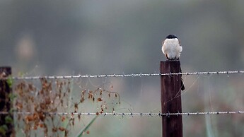 Royal Thonga Safari Lodge