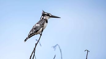 Royal Thonga Safari Lodge