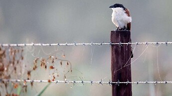 Royal Thonga Safari Lodge