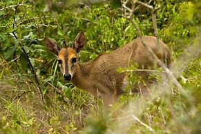Royal Thonga Safari Lodge