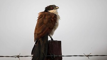 Royal Thonga Safari Lodge