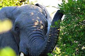 Royal Thonga Safari Lodge